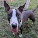 Un English Bulldog Terrier sur un terrain herbeux et ayant la langue pendante 