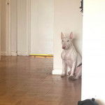 Un English Bulldog Terrier assis sur un plancher 