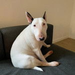 Un English Bulldog Terrier assis sur un canapé et regardant vers la caméra 