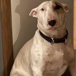 Un English Bulldog Terrier assis et portant un collier autour du cou