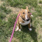 Un English Bulldog Terrier assis sur un terrain herbeux et qui est tenu en laisse