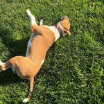 Un English Bulldog Terrier allongé sur un surface gazonnée et portant un collier autour du cou