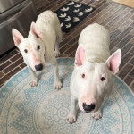 Deux English Bulldog Terrier regardant tous deux vers la caméra 