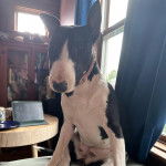 Un English Bulldog Terrier assis et portant un collier autour du cou