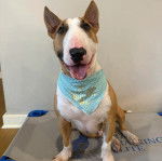 Un English Bulldog Terrier assis et tirant la langue