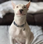 Un English Bulldog Terrier assis et portant un collier autour du cou