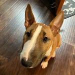 Un English Bulldog Terrier assis sur un plancher et semblant détendu