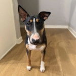 Un English Bulldog Terrier sur un plancher et regardant vers la caméra 
