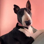 Un English Bulldog Terrier allongé sur un canapé et portant un collier autour du cou