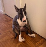Un English Bulldog Terrier assis sur un plancher et regardant vers la caméra 