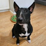 Un English Bulldog Terrier assis sur un plancher 