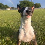 Un English Bulldog Terrier assis sur une surface herbacée 