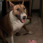 Un English Bulldog Terrier assis sur une moquette et regardant vers la caméra