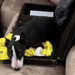 Un English Bulldog Terrier allongé dans une valise et semblant détendu 