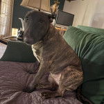 Un English Bulldog Terrier assis sur un canapé et regardant la caméra