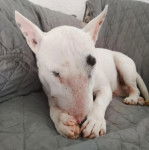 Un English Bulldog Terrier allongé sur un canapé et semblant détendu