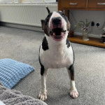 Un English Bulldog Terrier sur une moquette et ayant la gueule ouverte 