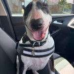 Un English Bulldog Terrier assis sur le siège d'une voiture et qui est tenu en laisse