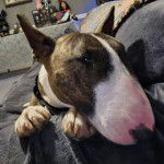 Un English Bulldog Terrier allongé sur un canapé et portant un collier autour du cou