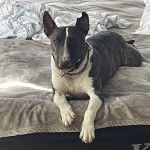 Un English Bulldog Terrier allongé sur un lit et portant un collier autour du cou