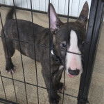 Un English Bulldog Terrier dans une cage et portant un collier autour du cou