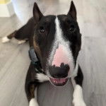 Un English Bulldog Terrier allongé sur un plancher et portant un collier autour du cou