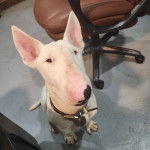 Un English Bulldog Terrier assis sur une surface bétonnée et portant un collier autour du cou