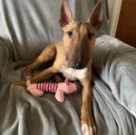 Un English Bulldog Terrier allongé sur un fauteuil 