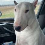 Un English Bulldog Terrier assis sur le siège d'une voiture et regardant vers la cqméra 
