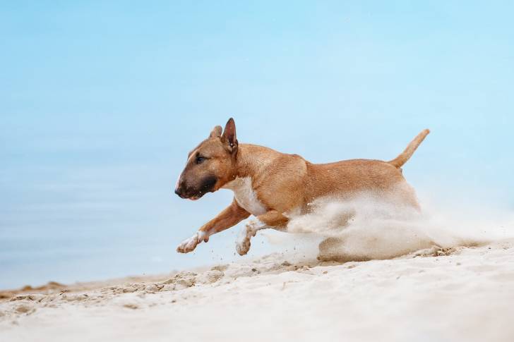 Un English Bulldog Terrier courant sur une surface sableuse 
