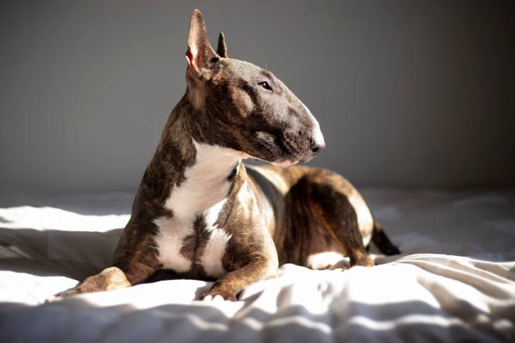 Un English Bulldog Terrier allongé sur un lit et semblant détendu