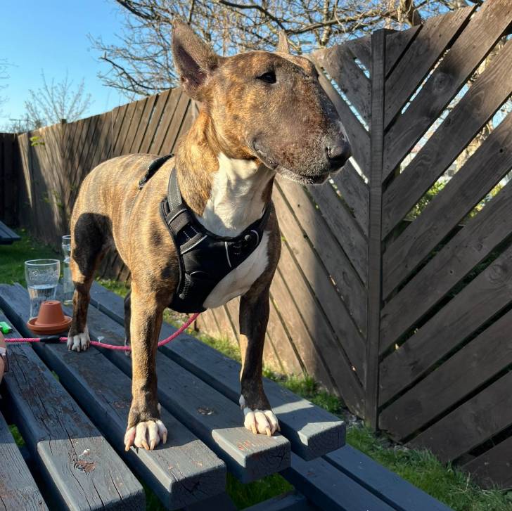 Un English Bulldog Terrier sur une table en bois et qui est tenu en laisse 