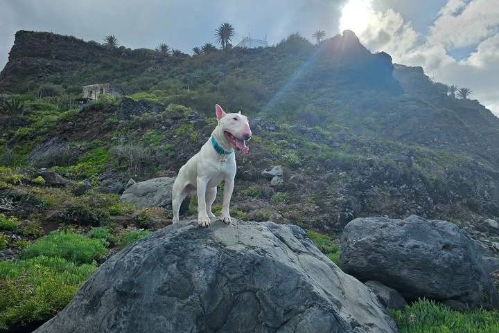 Un English Bulldog Terrier sur un rocher et portant un collier autour du cou
