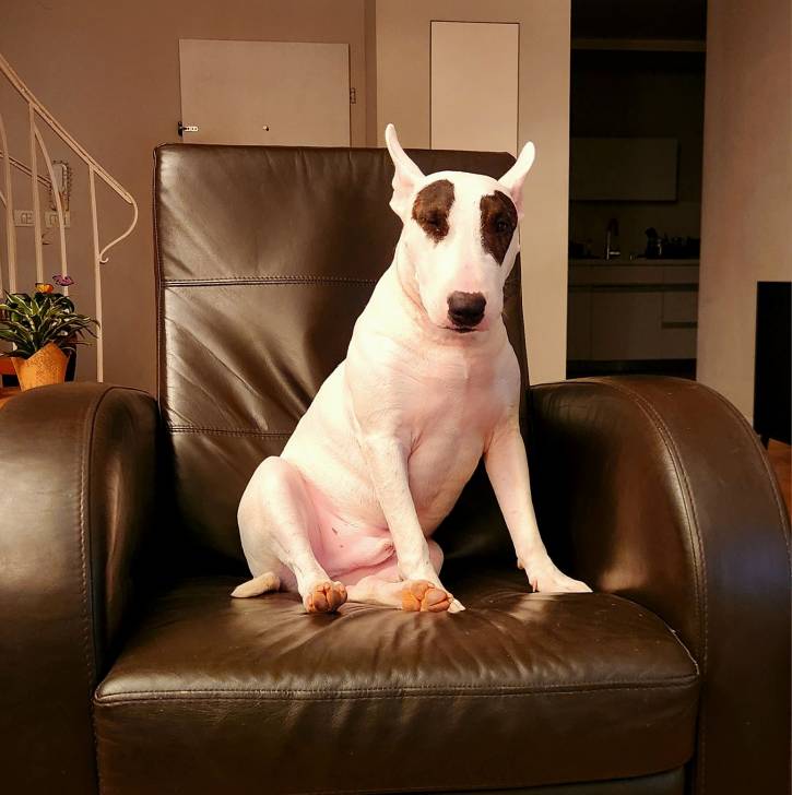 Un English Bulldog Terrier assis sur un fauteuil et regardant vers la caméra