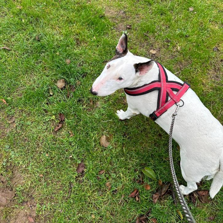 Un English Bulldog Terrier sur une surface herbacée et qui est tenu en laisse 