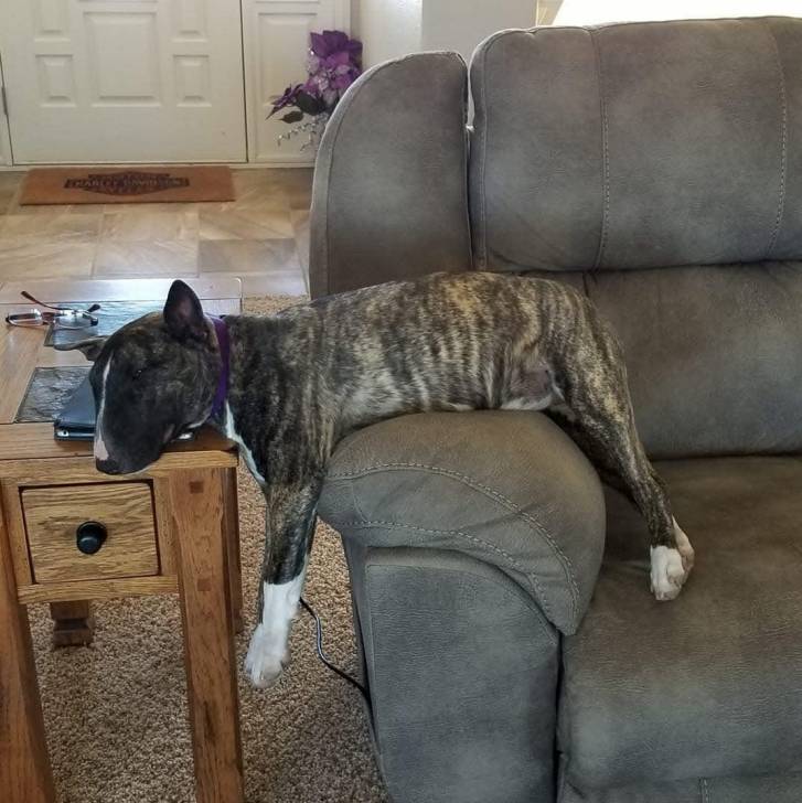 Un English Bulldog Terrier allongé sur un canapé et regardant vers la caméra
