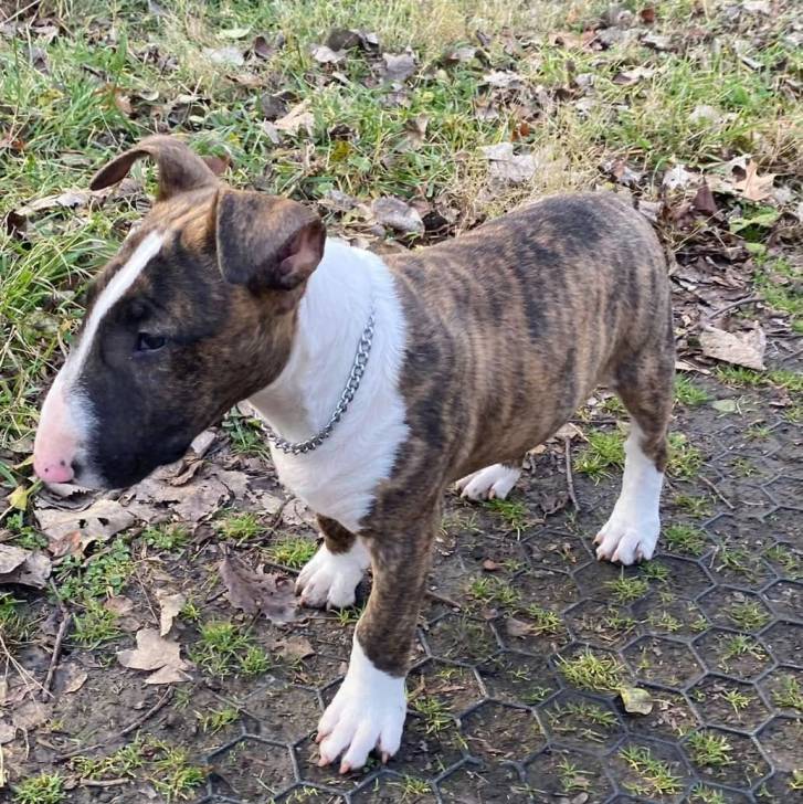 Un English Bulldog Terrier sur une surface herbacée et portant un collier autour du cou 
