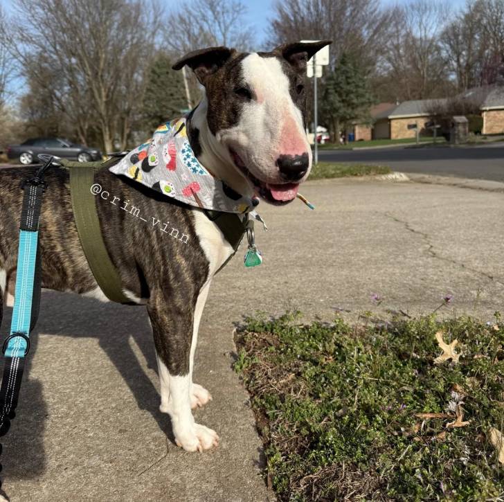 Un English Bulldog Terrier sur une surface bétonnée et qui est tenu en laisse