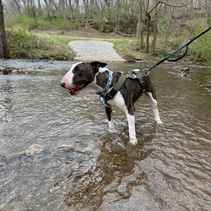 Un English Bulldog Terrier dans l'eau et qui est tenu en laisse 