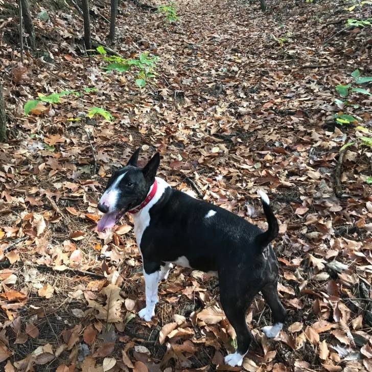 Un English Bulldog Terrier sur un sol jonchés de feuiilles mortes et ayant la langue pendante 