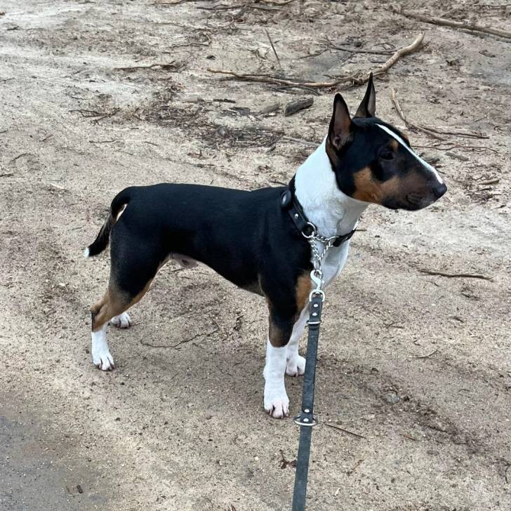 Un English Bulldog Terrier sur une surface bétonnée et qui est tenu en laisse 