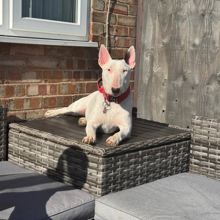 Un English Bulldog Terrier allongé et portant un collier autour du cou