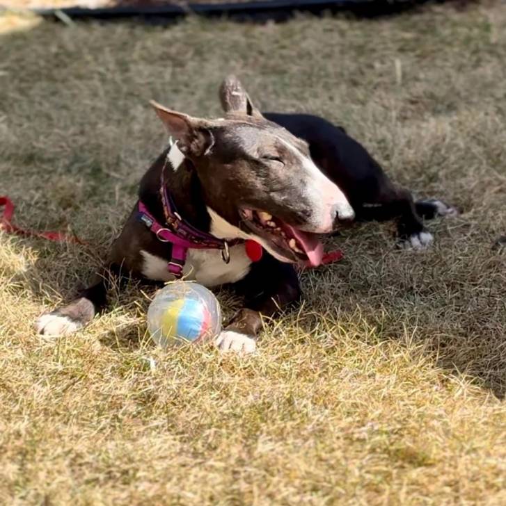 Un English Bulldog Terrier allongé sur une surface herbacée et portant un harnais 