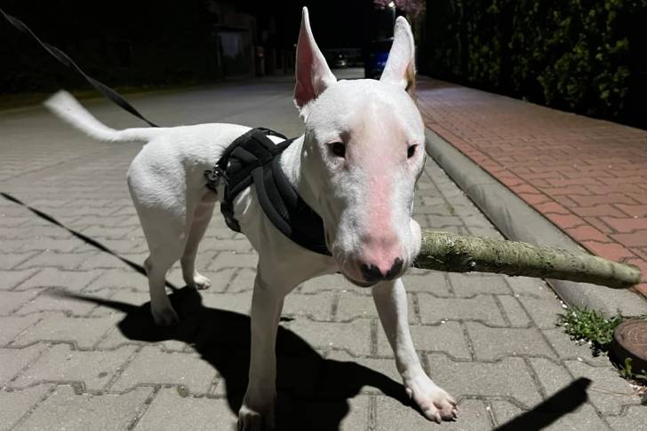 Un English Bulldog Terrier tenant un bâton dans sa gueule et qui est tenu en laisse