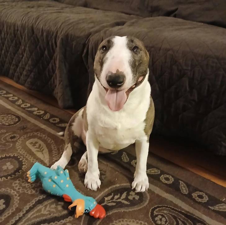 Un English Bulldog Terrier assis sur un tapis et tirant langue 