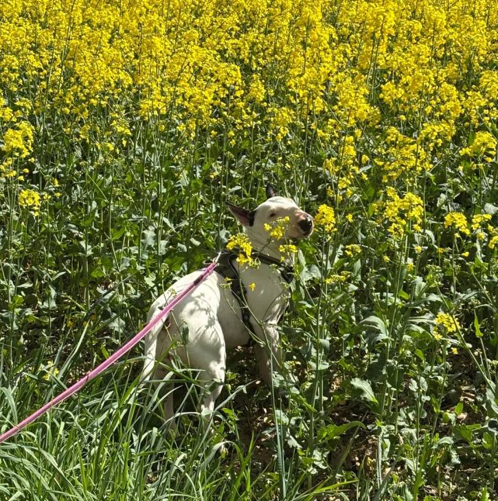 Un English Bulldog Terrier sur une surface herbacée et qui est tenu en laisse