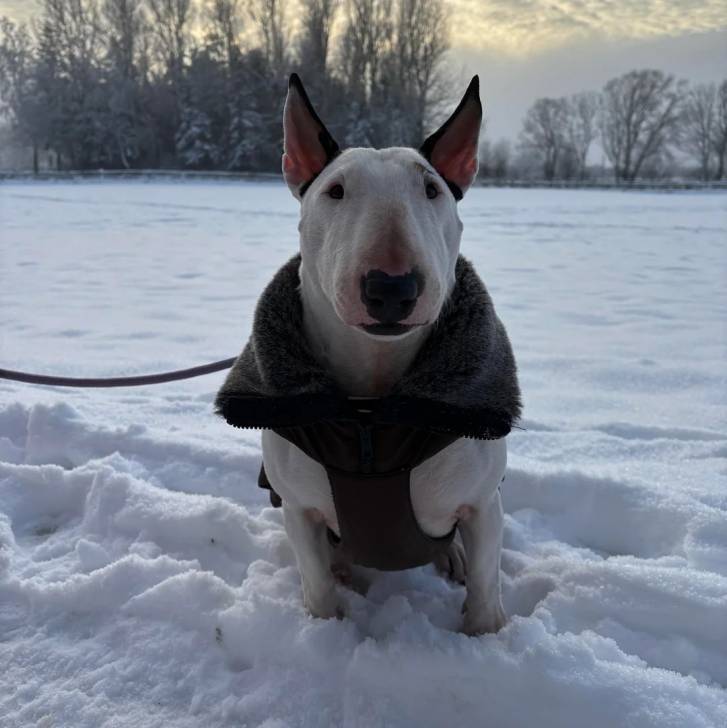 Un English Bulldog Terrier sur une surface enneigée et qui est tenu en laisse 