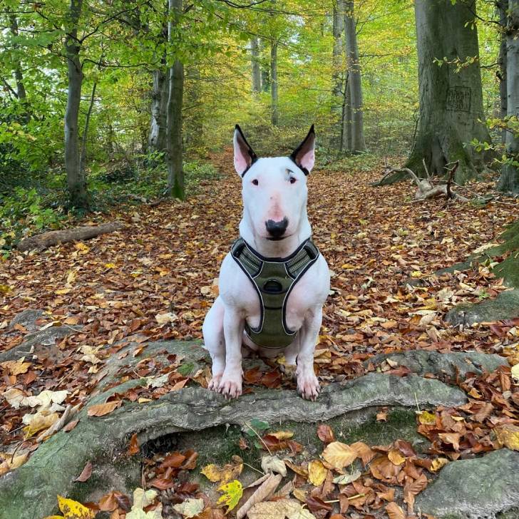 Un English Bulldog Terrier regardant vers la caméra et portant un harnais 