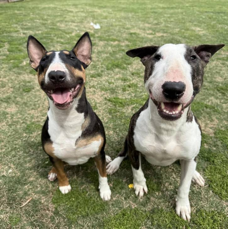 Deux English Bulldog Terrier assis sur un terrain herbeux et ayant tous deux leurs gueules ouvertes 