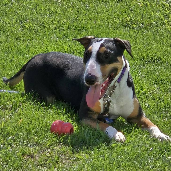 Un English Bulldog Terrier allongé sur une surface herbacée et ayant la langue pendante 